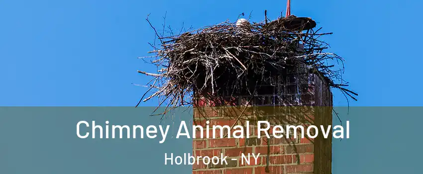  Chimney Animal Removal Holbrook - NY