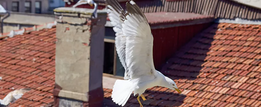 Residential Chimney Animal Removal Solution in Holbrook, NY