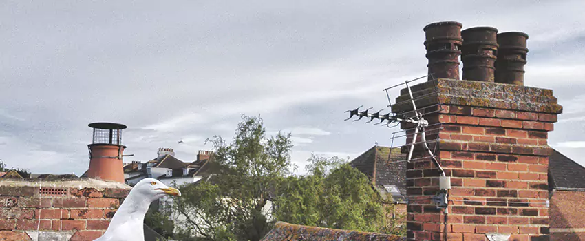 Chimney Cleaning And Restoration in Holbrook, New York